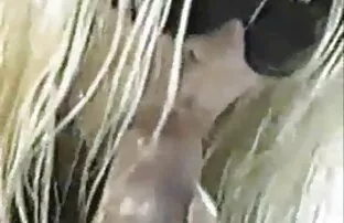Acção de Dupla penetração peta jensen porn hd com Rita Hong